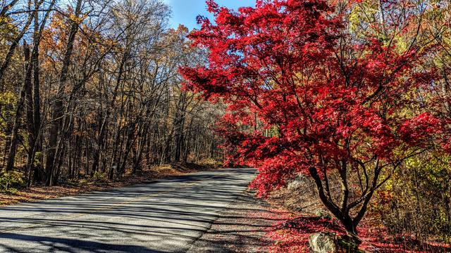 A narrow two-lane road with forest on both sides. About half of the leaves are missing from most of the trees; those that remain are orange, gold or yellow. In the foreground on the right side of the road is a single small tree which still has most of its leaves, which are all a striking deep red in color.