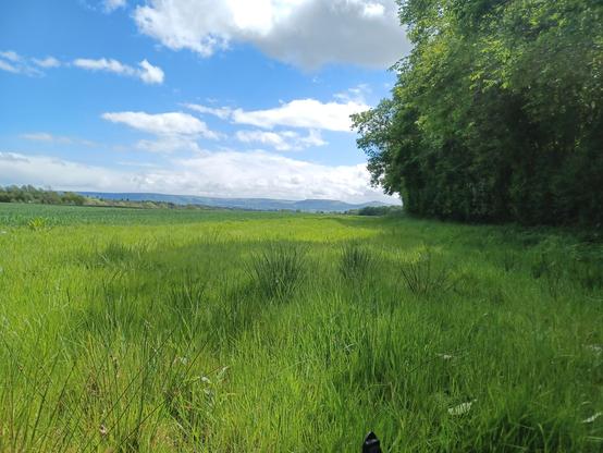 View from the edge of a small wooded area on my right across a green field with Yorkshire hills on the horizon. blue sky with some clouds.