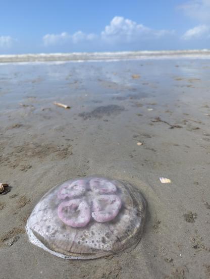 Kwal op het strand