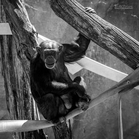 Chimpanzee sits on a fire hose strung between tree branches looking out at the zoo visitors.