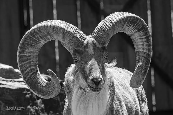 A male Transcaspian Urial with large, curled horns.