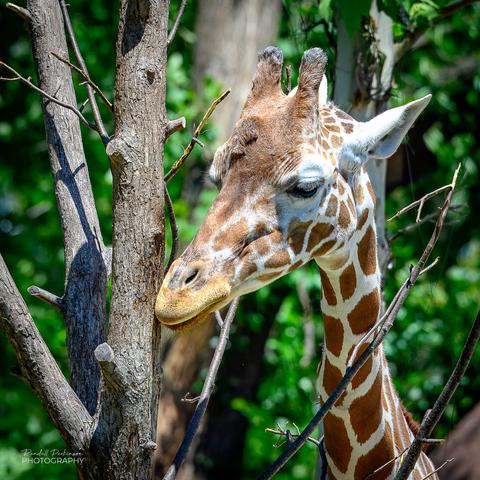 A head shot of a giraffe next to a tree.