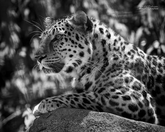 An Amur Leopard laying on top of a rock in a zoo enclosure.