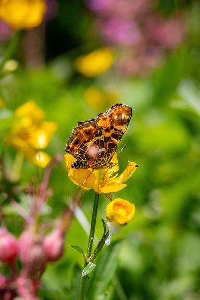 Butterfly on a yellow flower