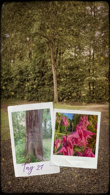 Ein lichtdurchfluteter Waldweg, umgeben von dichten, grünen Bäumen. Zwei überlagerte Polaroid-Fotos im unteren Bereich: Links ein Baumstamm mit der aufgesprühten Botschaft „bitte schrei mich nicht an“. Rechts ein Foto von leuchtend pinkfarbenen Akeleiblüten. Am unteren Bildrand steht in lila Handschrift „Tag 27“.
