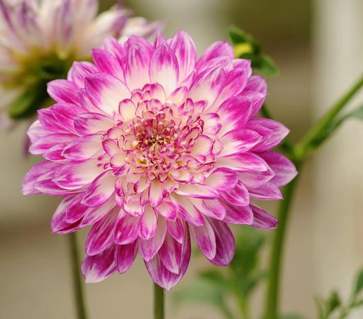 Flower share!!! 🌼🌼