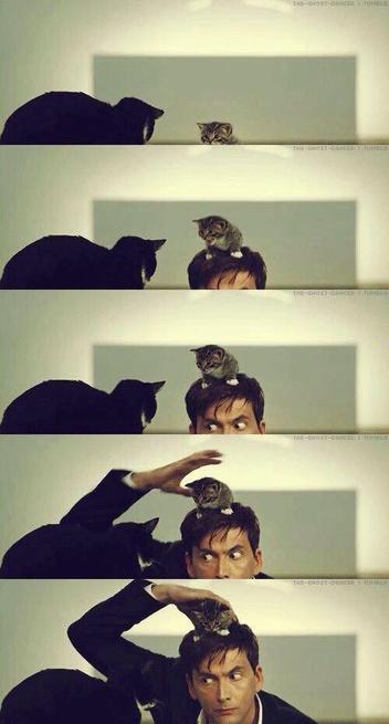 This is 5 images stacked one on top of the other. 
First image (on top): One can just see, at the bottom of the frame, a the top half of tuxedo cat and the head of a tiny kitten (the rest of their images are cut off by the edge of the frame). The kitten is looking at the cat. The cat has is looking at the kitten; the back of it's head to the camera.
Second: the kitten is higher, and one can now see that it is sitting atop a human's head. Just the dark, short hair and the forehead of this person is visible. The kitten is looking at the other cat.
Third: The head has risen higher; the eyes are now visible. The kitten is still atop the head. The human is Tennant; he is doing the signature crazy-eyes at the tuxedo cat. The kitten is also still looking at the other cat.
Fourth: Tennant has risen higher still; his face from the nose up is visible now. He has also raised a hand, which is hovering, open with palm faced down, above the kitten. Both kitten and Tennant are still staring intently at the other cat.
Fifth: Tennant has risen further and now his entire head and shoulders are visible. Both he and the tiny kitten are still staring at the cat. Tennant's hand is now loosely grasping the kitten behind it's shoulders.