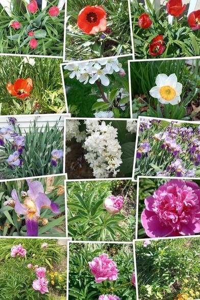 a collage of flowers blooming. it's all in my yard. it's a Google generated collage. what can I say?