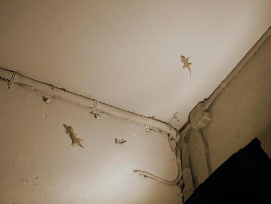 Photo of the corner of a ceiling with an upright. On the wall and ceiling are two geckos.