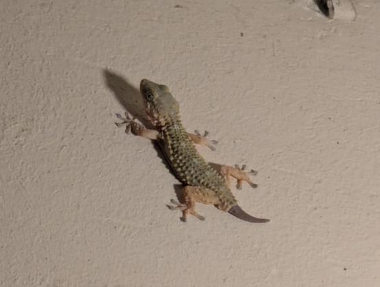 Photo of a gecko perched on a wall. The gecko has a regrown tail.