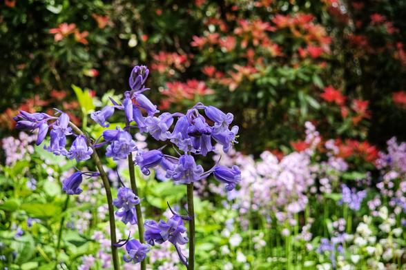 A close-up shot of vibrant purple bluebells in full bloom, with a soft-focus background of other pink, red, and green foliage. The bluebells are prominent in the foreground, showing their delicate bell-shaped flowers on slender green stems.