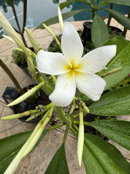 Five white petals with a pale yellow star center. The booom is sitting along large green tropical leaves