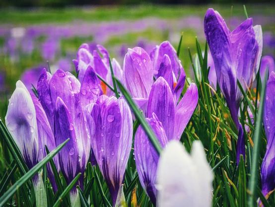 A close-up shot of a field of purple crocuses with dew drops on their petals, surrounded by green grass. The background shows more blurred purple crocuses, suggesting a wide expanse of flowers.