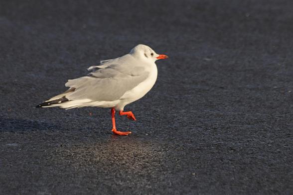 a small white and grey gull with orange beak and legs is walking across tarmac with one foot raised off the ground