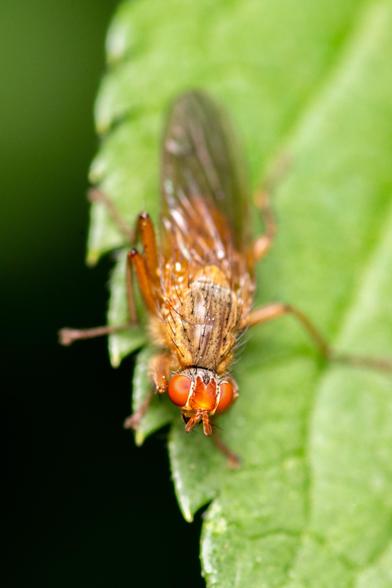 Close up of a fly with bright orange eyes and head.