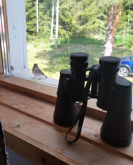 Pikkulintu tuijottaa tuimasti ikkunapelliltä sisään kiikarien vierestä.