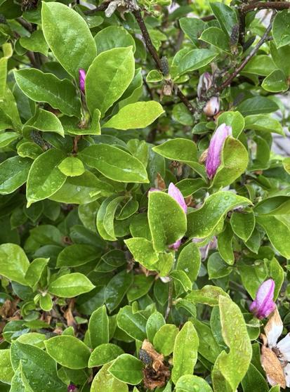 Magnolia mit rosa Blütenknospen.