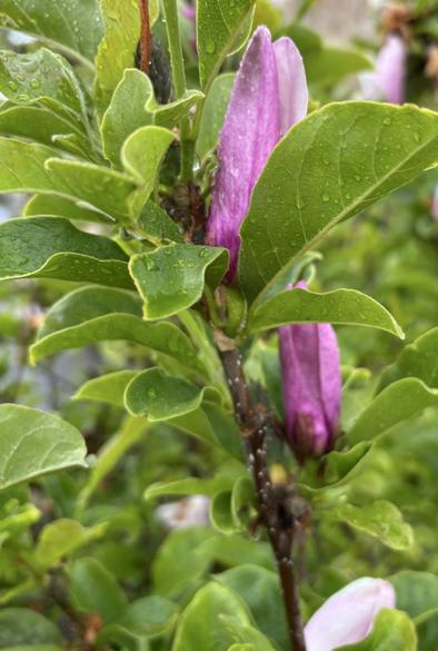 Magnolia mit rosa Blütenknospen.