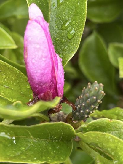 Nahaufnahme: Eine rosafarbene Blütenknospe von Magnolia.