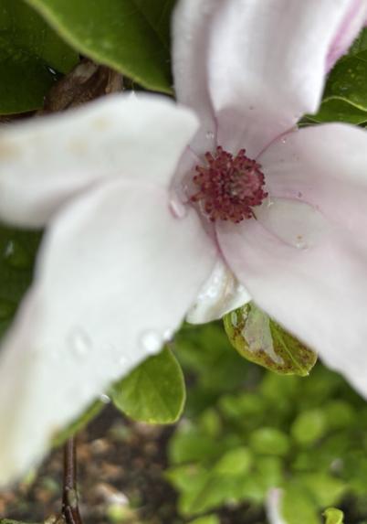 Nahaufnahme: Eine fast verblühte zartrosa Blüte von Magnolia.