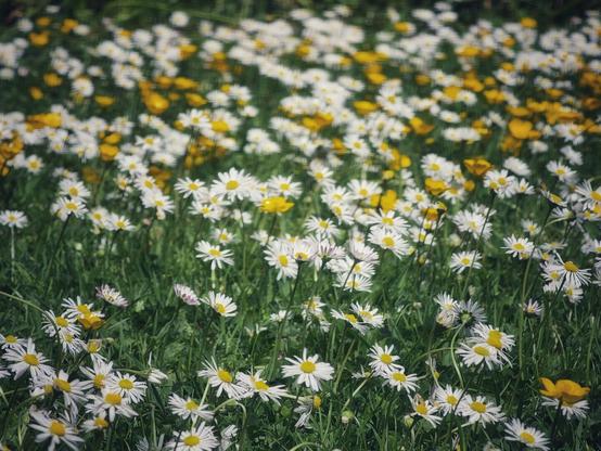A vibrant field of white daisies with yellow centres, interspersed with some bright yellow buttercups, all growing in lush green grass under natural light. The focus is on the flowers in the foreground, with the background softly blurred.