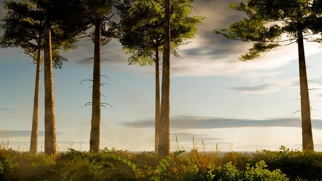 A peaceful forest scene with several tall, slender tree trunks rising from lush green undergrowth. The trees are backlit by warm, golden sunlight filtering through their leafy canopies above. The sky is visible through the trees, showing soft clouds in warm evening light. Dense ferns and low vegetation cover the forest floor, creating a serene woodland atmosphere.