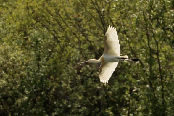 a backlit spoonbill flies past the photographer, wings outstretched. it is a large white bird against a background of dark green trees