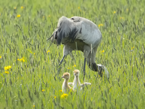 Kurkien hellää hoivaa. Tender loving care of the cranes.