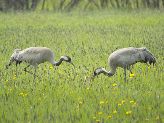 Kurkien hellää hoivaa. Tender loving care of the cranes.