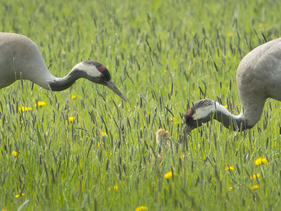Kurkien hellää hoivaa. Tender loving care of the cranes.