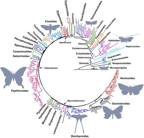 Phylogenetic tree of lepidopteran superfamilies, based on increased taxon sampling, reveals some new sister relationships with strong supports (Papilionoidea is sister to Gelechioidea, Immoidea is sister to Galacticoidea, and Pyraloidea is sister to Hyblaeoidea, respectively).