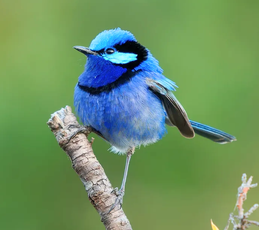 Beautiful different color blues and black ringed bird