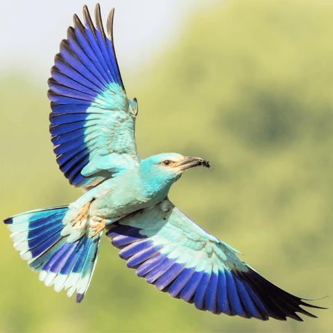Flying beautiful blue green purple yellow bird