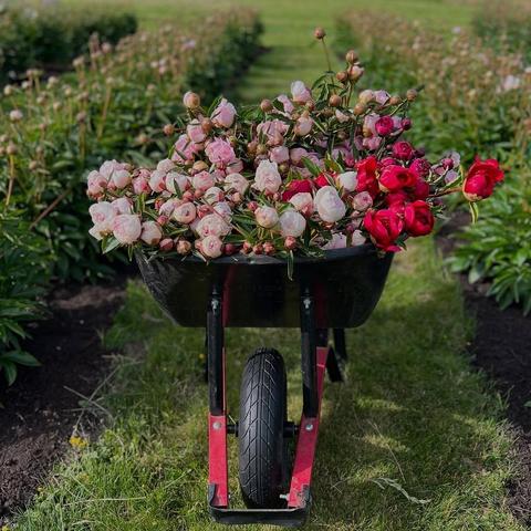 Color photo of black wheelbarrow with red trim filled with pink and red peonies sitting on green strip of grass between peony rows