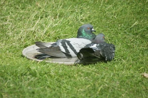 A grass area with a wheel sized beige  plant tray full of water. In it is a pigeon resting as if a duck and "snuggled" besides it but unable to sit in the water with this pigeon is another pigeon chilling out on the grass.