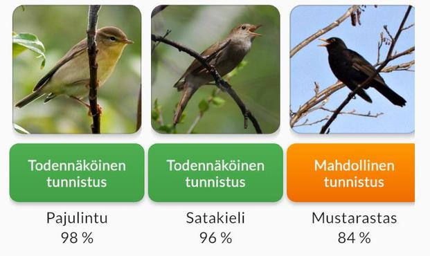 Ruutukaappaus Muuttolintujen kevät -sovelluksesta.

Todennäköinen
tunnistus
Pajulintu
98 %

Todennäköinen
tunnistus
Satakieli
96%

Mahdollinen
tunnistus
Mustarastas
84%