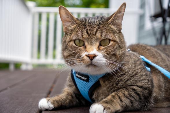 A tabby cat in a blue harness on a balcony.