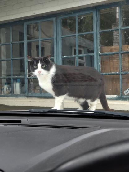 A black and white cat standing on the front of a car that has just parked outside a house. Photograph taken from the driver seat.
