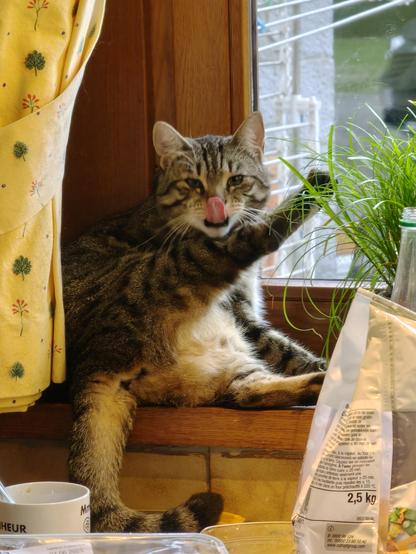 Chipie, une chatte brune tigrée, est assise devant la fenêtre, elle se lave. La patte arrière est levée. Sa langue est dehors.