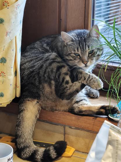 Chipie, même emplacement que la photo précédente. Elle se tient la patte arrière avec la patte avant.