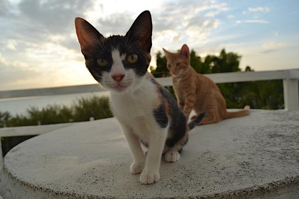 Two kittens on a round concrete table outdoors on a deck overlooking the ocean at dusk. The one on the far side of the table is orange with wispy white stripes through his coat and is looking off to the side. The kitten in the foreground is a calico and she is seated but leaning towards the camera and looking at the photographer