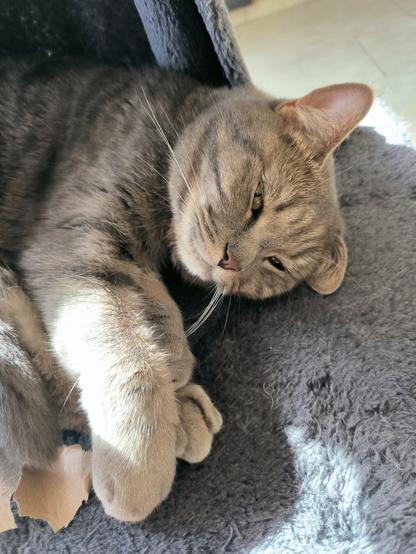 A sleepy grey tabby cat