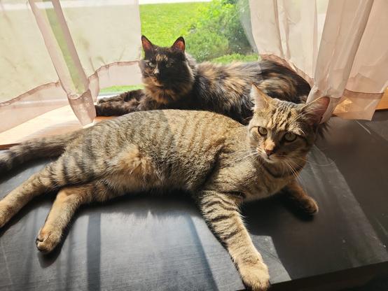 Two cats sitting on a shelf in front of a window. The cat in front is grey striped and the one in the back is fluffier, black & orange. They are both looking off camera