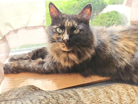 Photo of a fluffy black & orange cat with asymmetrical markings on her face. She is laying down on a windowsill and looking at the camera. Her brother's back can be seen before her (he's a gray striped tabby).