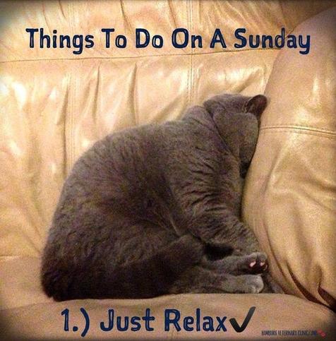 Photo of a short haired gray cat sitting on a light tan leather couch.  Face pressed into the corner.

“Things To Do On A Sunday

Just Relax”