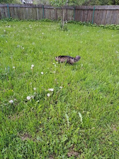 Just some recent pictures of my godmother's cat. 🐈‍⬛