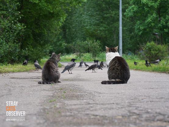 Two cats are sitting with their backs to us and looking at birds