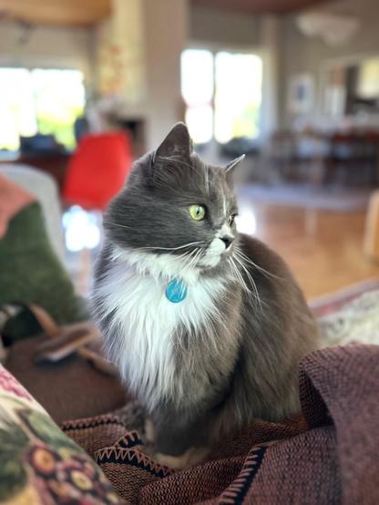 A grey and longhaired cat sitting on a blanket on a sofa. He is looking to the right out of frame with green eyes. He has a turquoise id tag with the name Finn on his collar. In the background out of focus you can see a living room with soft light coming through the windows.
