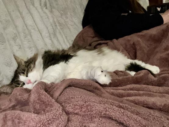 A fluffy cat is sleeping on a cozy blanket, with its body sprawled out. A person with an arm resting next to the cat is partially visible. The background features soft, textured fabric.