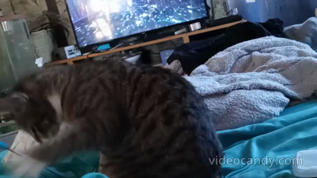 A little Ballet with your # Caturday ? # pets # video # catsofMastodon